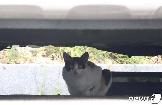 경기 수원시의 한 거리에서 길고양이가  자동차 아래 그늘에 들어가 있는 모습. (사진은 기사와 무관함) 2022.6.20/뉴스1 ⓒ News1 김영운 기자