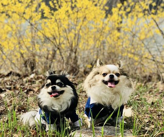 서울시 제공 (봄 산책 나온 반려견)