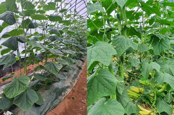 지난해 6월 송기환 세종대학교 바이오산업자원공학과 교수가 운영하는 경기 안성시 오이 재배장의 모습. 사진 서울대 원예산물 생리 및 관리학 연구실