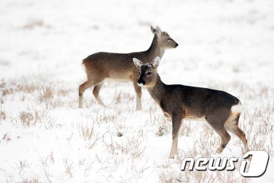 제주 노루생태관찰원에서 노루가 눈 쌓인 들판을 거닐고 있다(뉴스1DB)ⓒ News1