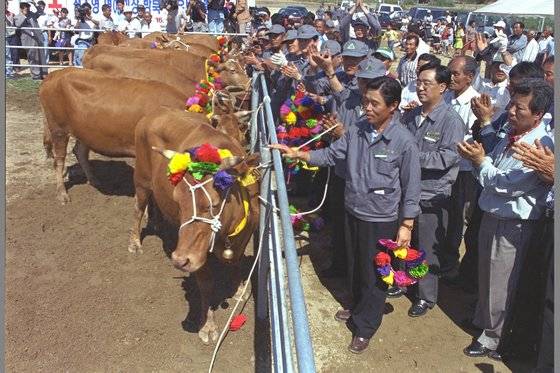 1998년 충남 서산의 현대건설 서산농장에서 열린 북송 환송식에서 관계자들이 북한으로 보내질 소들에게 화환을 걸어준후 박수를 치고 있다. [중앙포토]