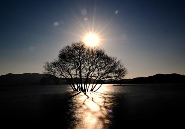 충남 예산군 예당저수지에 노을이 지면서 황금나무로 알려진 물속에 잠긴 미루나무가 황금색으로 변한다. 이를 보기 위해 전국에서 많은 사람이 찾고 있다.