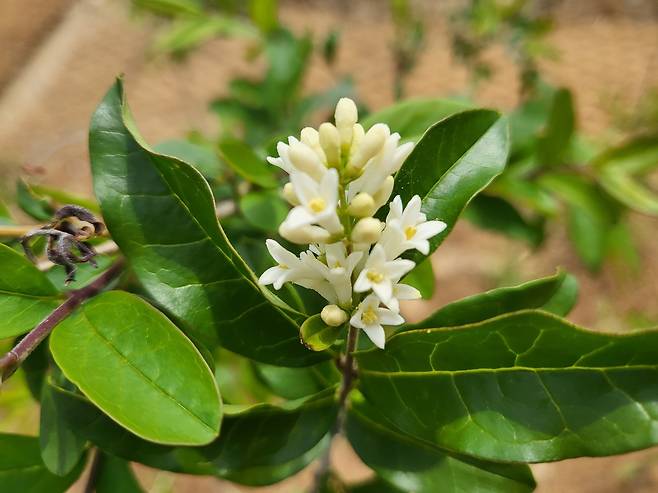 탄소 저장량과 흡수량이 높은 것으로 확인된 사철나무. (국립세종수목원 제공) / 뉴스1