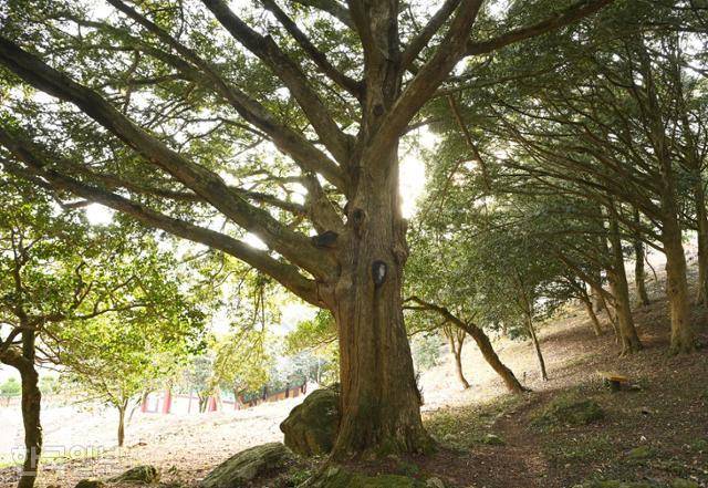 서동사 동백나무 비자나무숲은 아늑한 녹색 쉼터다.