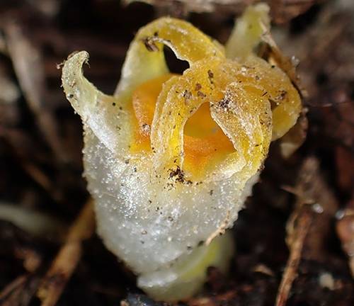 일본 고베 대학교 스에츠구 켄지 교수팀이 30년 만에 재발견한 티스미아 코벤시스(Thismia kobensis). 연구팀 제공