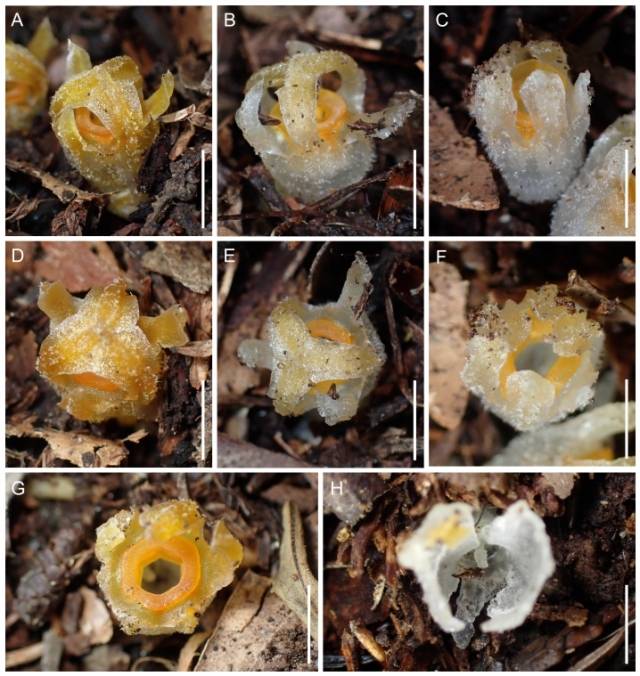 일본 고베 대학교 스에츠구 켄지 교수팀이 30년 만에 재발견한 티스미아 코벤시스(Thismia kobensis). 연구팀 제공