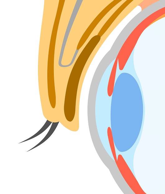 속눈썹ㅣ출처: 게티이미지뱅크