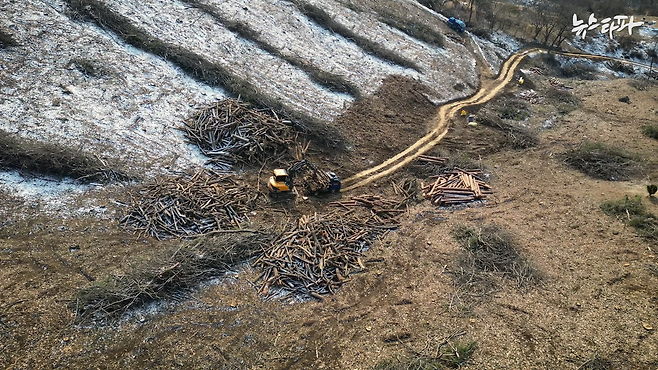 ▲사진 :&nbsp;벌목된 나무를 싣고 있는 트럭