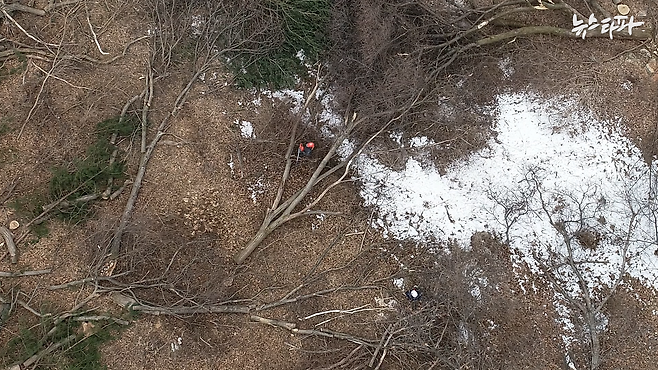 ▲사진 : 벌목된 나무.