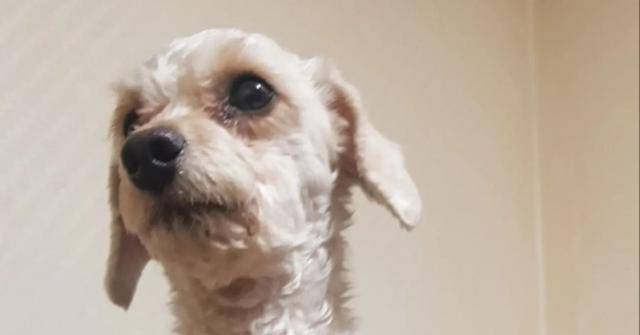 장군이는 현재 최초 발견자 A씨의 아버지와 함께 지내고 있다. 반려견 호텔 인스타그램 캡처