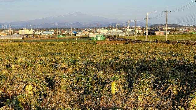 고산리유적 일대의 평탄한 지형. 멀리 한라산이 희미하다