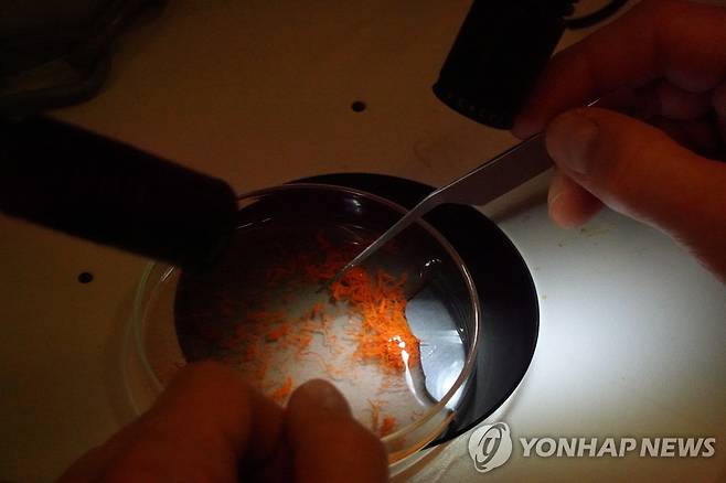 사프란을 살펴보는 연구원 (로이터=연합뉴스) 연구원 미카엘 라르손이 2일(현지시간) 덴마크 난파선에서 발견된 500년 전 향신료를 분석하고 있다. 2023.3.2 [재판매 및 DB 금지]