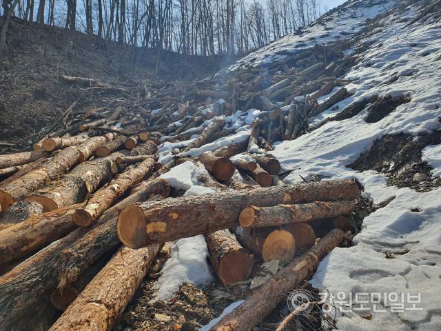 ▲ 잘려나간 산불 피해목들이 눈밭 속에 산더미처럼 쌓여 있다.