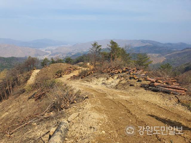 ▲ 강릉시 옥계면 남양리 국유 임도의 벌채 현장에 산불피해목이 산더미처럼 쌓여있다. 멀리 보이는 민둥산이 모두 산불 피해림이다.