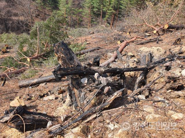 ▲ 잘려나간 산불 피해목의 밑동이 숯덩이가 됐다.