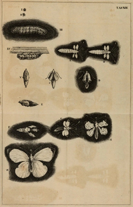 네덜란드 생물학자 얀 슈밤메르담이 1669년의 저서 '곤충의 자연사'에서 자신이 1662년에 확인한 나방의 변태 과정을 14개의 그림으로 설명한 것이다(1685년판, 도판 13, 코넬 대학 도서관 소장본).