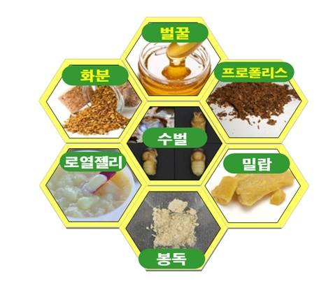 양봉 산업 연구 방향 - 양봉 산업 연구는 밀원에 따른 성분인 벌꿀, 화분, 프로폴리스와 꿀벌에 따른 성분인 봉독, 로열젤리, 밀랍, 수벌 등의 다양한 분야에서 이뤄진다. 농촌진흥청 제공