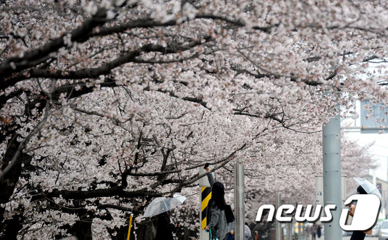 충북 청주시 무심천에서 시민들이 활짝 핀 벚꽃을 배경으로 사진을 찍고 있다. (사진은 기사 내용과 무관함)/뉴스1