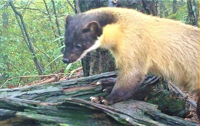 백두대간 산림의 깃대종(Flagship Species·특정 지역의 생태계를 대표할 수 있는 주요 동·식물)인 담비의 모습. 얼굴은 무척 귀엽다. 하지만 민첩하고 공격성이 강하다. 지난 2021년 7월 울진삼척 산림보호구역에서 관찰된 모습이다. 녹색연합 제공