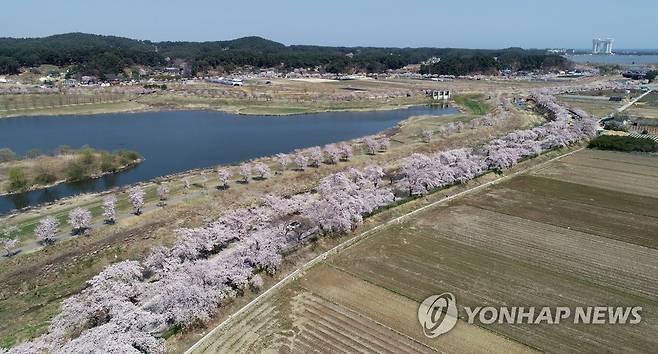 화사한 경포대 벚꽃 [연합뉴스 자료사진]