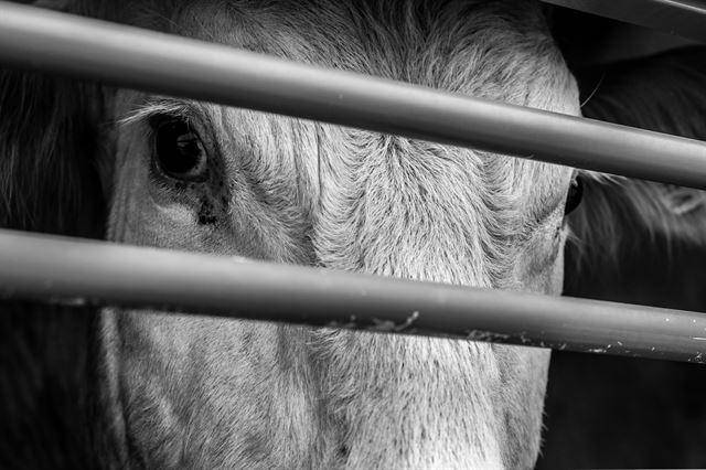 동물 운동가들은 할랄 도축 방식이 동물에게 엄청난 고통과 스트레스를 준다고 주장한다. 게티이미지뱅크