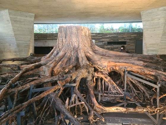 7일 일본 도쿄의 한 전시장에 12년 전 동일본대지진에서 살아남은 '기적의 소나무' 뿌리가 전시돼 있다. 이영희 특파원