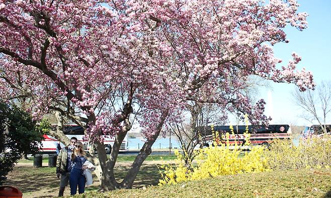 지난 6일(현지시간) 미국 워싱턴 포토맥강 공원 인근을 찾은 남녀가 활짝 핀 벚꽃을 배경으로 사진을 찍고 있다. 워싱턴=박영준 기자