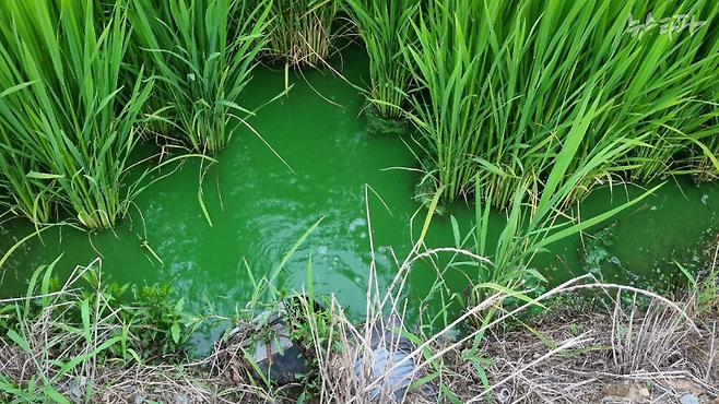 2022년 여름 낙동강 인근의 논. 녹조가 가득하다.