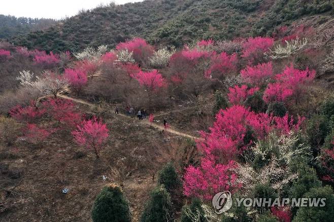 봄꽃 핀 광양매화마을 [연합뉴스 자료사진]