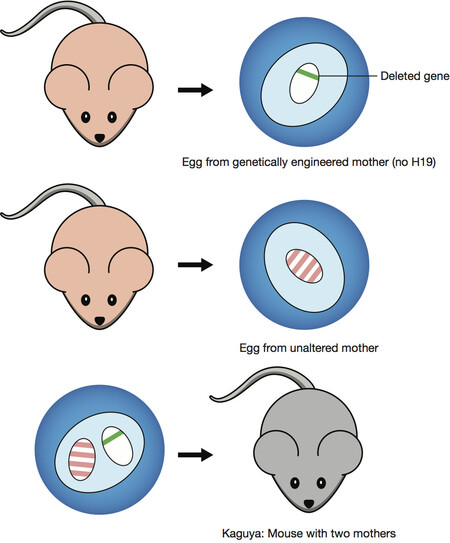 지난 9일 런던에서 열린 ‘인간 게놈 편집 국제회의’에서 일본 연구진이 수컷 생쥐 두 마리 사이에서 새끼를 얻는 데 성공했다고 발표했다. 앞서 2004년 암컷 생쥐 사이에서 새끼를 얻는 데 성공했다는 연구 결과도 나왔다. 특정 유전자를 없애 유전체 각인 패턴이 수컷에 가까운 난자(위)에서 핵을 꺼내 정상 난자(가운데)에 넣어 얻은 수정란을 발생시켰다(아래). <카탈리스트> 제공