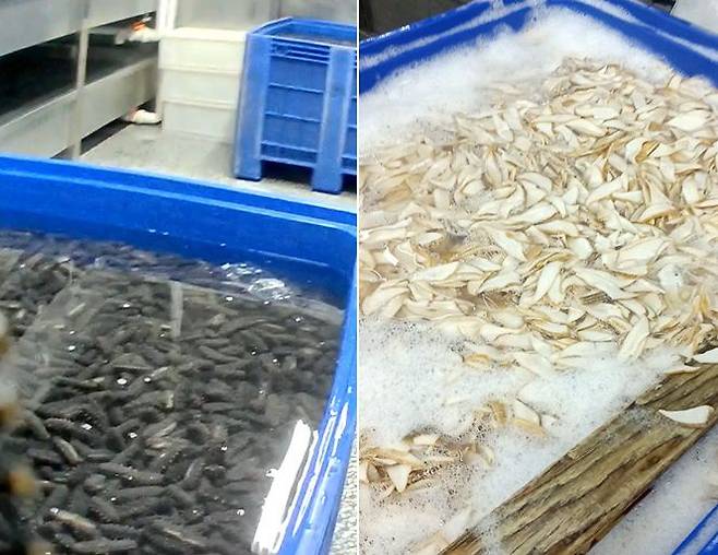 붕사가 주성분인 세척제가 희석된 물에 담겨져 있는 해삼과 전복. /신경보