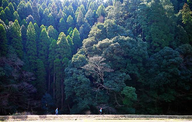 규슈올레 기리시마ㆍ묘켄 코스의 초대형 삼나무 숲길. 기리시마ㆍ묘켄 코스는 규슈올레 전체 코스 중에서도 손에 꼽는 아름다운 길이었지만 코로나 사태를 겪으며 운영이 중단됐다.