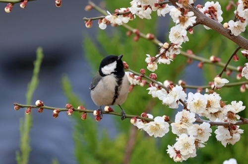 15일 강원 강릉시 초당동 한 공원에 핀 매화나무에서 박새가 벌과 꿀 등 먹이를 찾고 있다. 연합뉴스