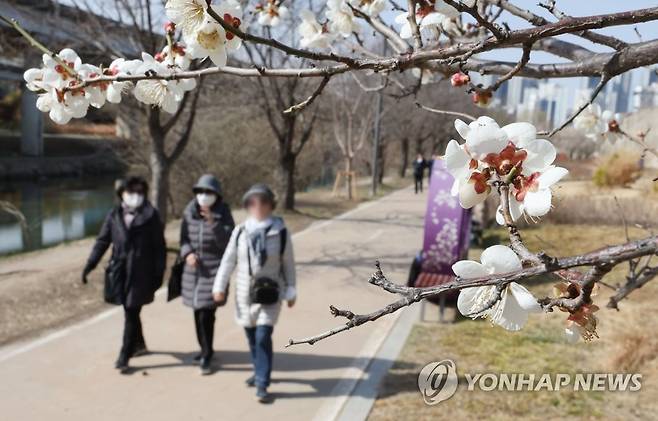 봄으로 가는 길목에 찾아온 꽃샘추위 [연합뉴스 자료사진]