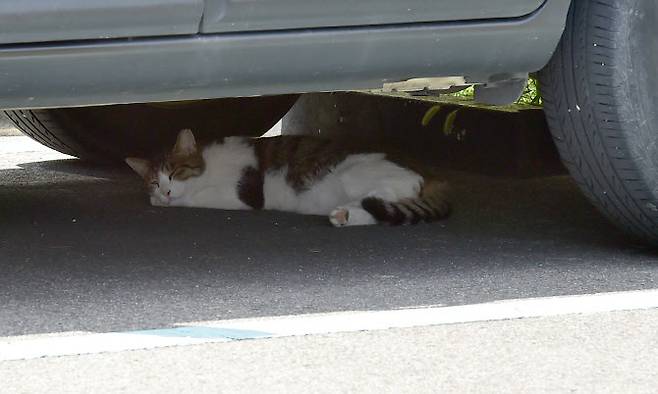길고양이가 폭염을 피해 차량 밑에서 쉬고 있다 (사진=뉴시스)