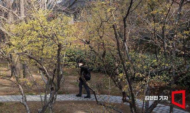 포근한 봄 날씨가 이어진 10일 서울 여의도 앙카라공원에 산수유꽃이 피어 있다. 사진=김현민 기자 kimhyun81@