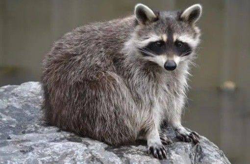 야생너구리. (사진은 기사와 관련 없음) /뉴스1