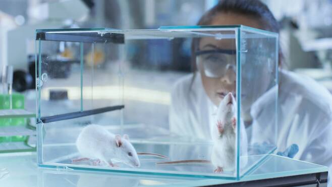 과학자들은 그동안 동물실험에서 주로 수컷 쥐를 사용했다. 암컷 쥐는 발정주기에 따라 성호르몬에 요동쳐 제대로 된 결과를 얻기 힘들다는 것이다. 하버드 의대 연구진이 이런 생각이 잘못됐다는 증거를 찾았다./Adobe Stock