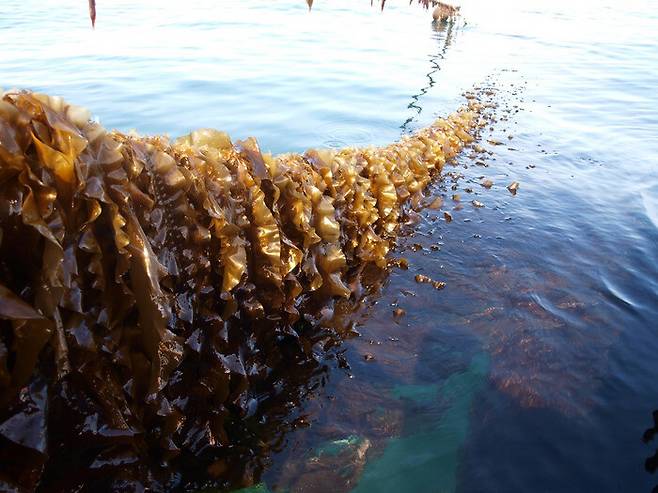 해상풍력발전단지 내에서 케르테민데 씨팜은 오르후스대, 덴마크공대와 협력해 홍합∙다시마∙파래∙덜스를 양식할 예정이다. 두 대학은 해양환경에 미치는 영향을 조사한다. 호르센 피오르에서 양식 중인 다시마. 테이 보더스코프 제공