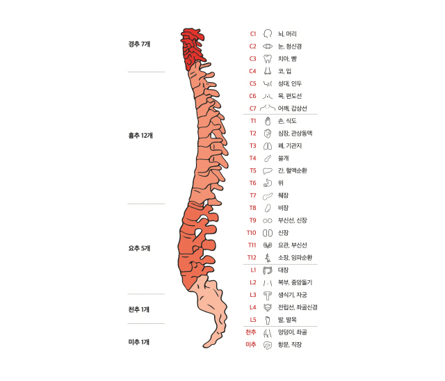 '좋은 삶을 위한 척추건강 상식, 쉬운 척추' 세라젬 가이드북 캡처