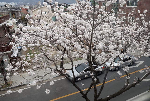 17일 오후 경남 창원 진해구 이동 생활체육시설 주변 벚나무 한 그루에 꽃이 만개했다. 연합뉴스