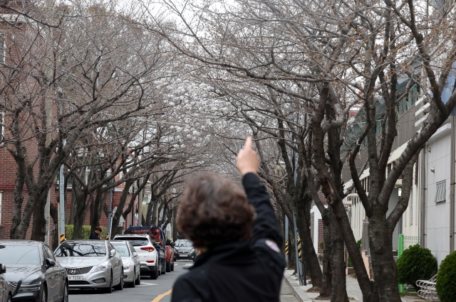 한 시민이 17일 오후 경남 창원 진해구 이동 생활체육시설 주변에 개화한 벚나무를 손으로 가리키고 있다. 연합뉴스
