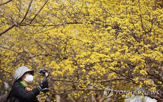 '시나브로 진노랑 봄빛으로' (서울=연합뉴스) 김도훈 기자 = 17일 오전 서울 송파구 올림픽공원에서 한 시민이 노랗게 만개한 산수유꽃을 촬영하고 있다. 
    기상청은 18일 전국이 대체로 흐리다가 오후부터 맑아질 것으로 예보했다. 또한 기온도 평년보다 높은 포근한 주말이 될 것으로 내다봤다. 2023.3.17 superdoo82@yna.co.kr