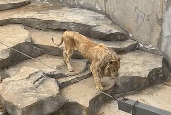중국의 한 동물원에서 뼈만 앙상하게 남은 사자의 모습이 포착돼 관광객들에게 충격을 줬다. (더우인)