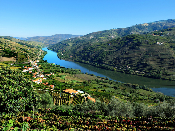 포트 와인용 포도는 포르투갈 도우루강 주변의 가파른 경사지에서 자란다. 군데군데 계단식 포도밭도 보인다.