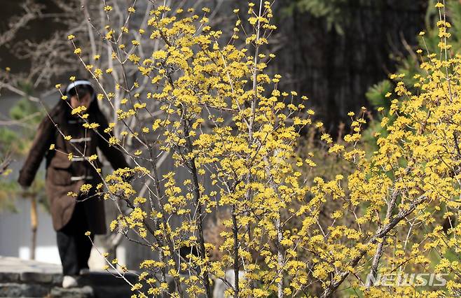 [서울=뉴시스] 김금보 기자 = 서울 아침 최저기온이 0도를 기록하며 예년보다 쌀쌀한 봄 날씨를 보인 16일 서울 서대문구 한 거리에서 만개한 산수유꽃 뒤로 겨울옷을 입은 시민이 지나고 있다. 2023.03.16. kgb@newsis.com
