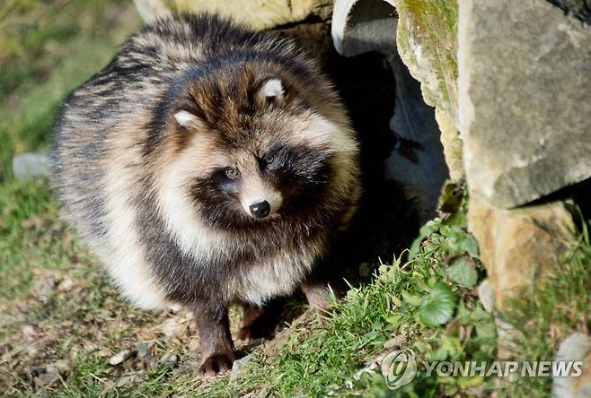 너구리  [EPA 연합뉴스 자료사진. 재판매 및 DB 금지]