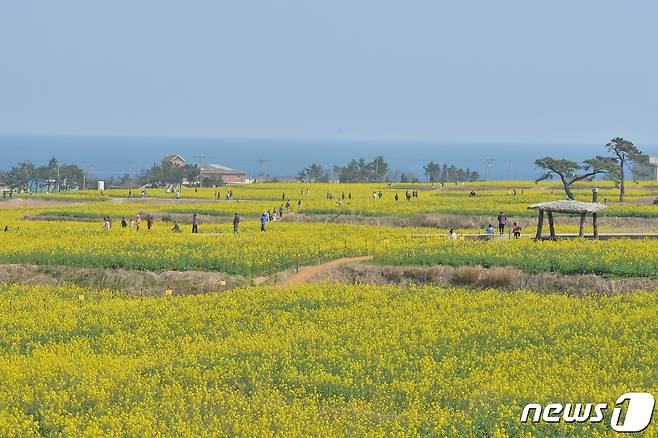 19일 오후 경북 포항시 남구 호미곶면 새천년광장 유채꽃 밭을 찾은 관광객들이 봄을 느끼고 있다.2023.3.19/뉴스1 ⓒ News1 최창호 기자
