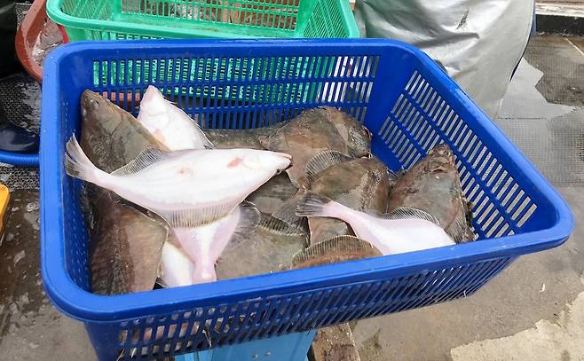 방어진 용가자미 [울산 동구 제공. 재판매 및 DB 금지]