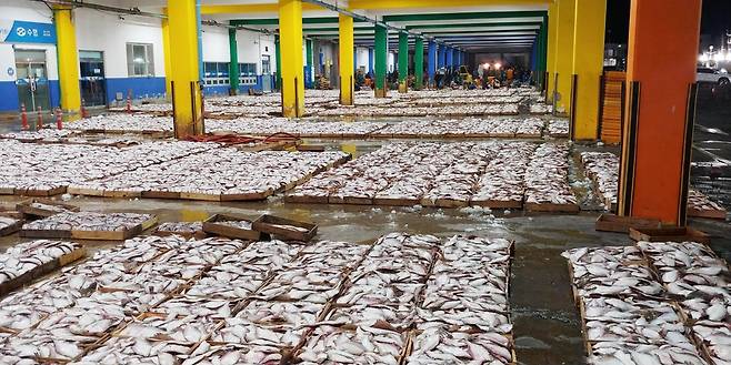 경매 앞둔 방어진 용가자미 [울산 동구 제공. 재판매 및 DB 금지]